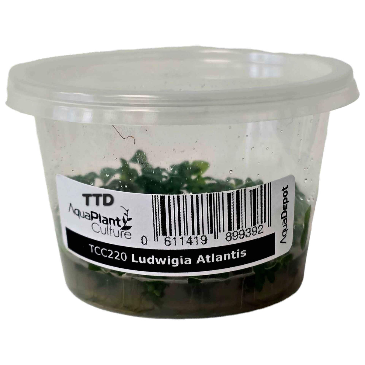 AquaDepot Ludwigia atlantis - Live Plant - Tissue Culture