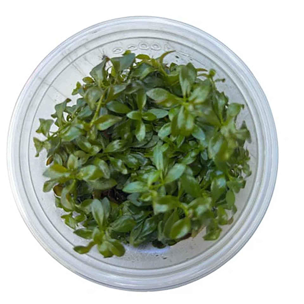 AquaDepot Ludwigia atlantis - Live Plant - Tissue Culture