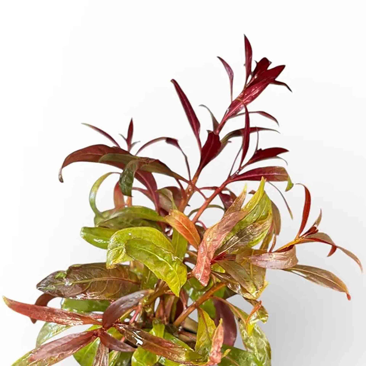 AquaDepot Ludwigia glandulosa - Live Plant - Tissue Culture