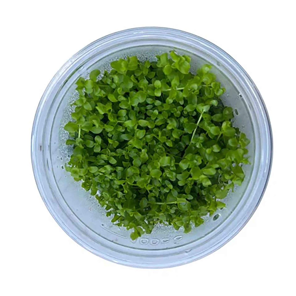 AquaDepot Micranthemum tweediei 'Monte Carlo' - Live Plant - Tissue Culture