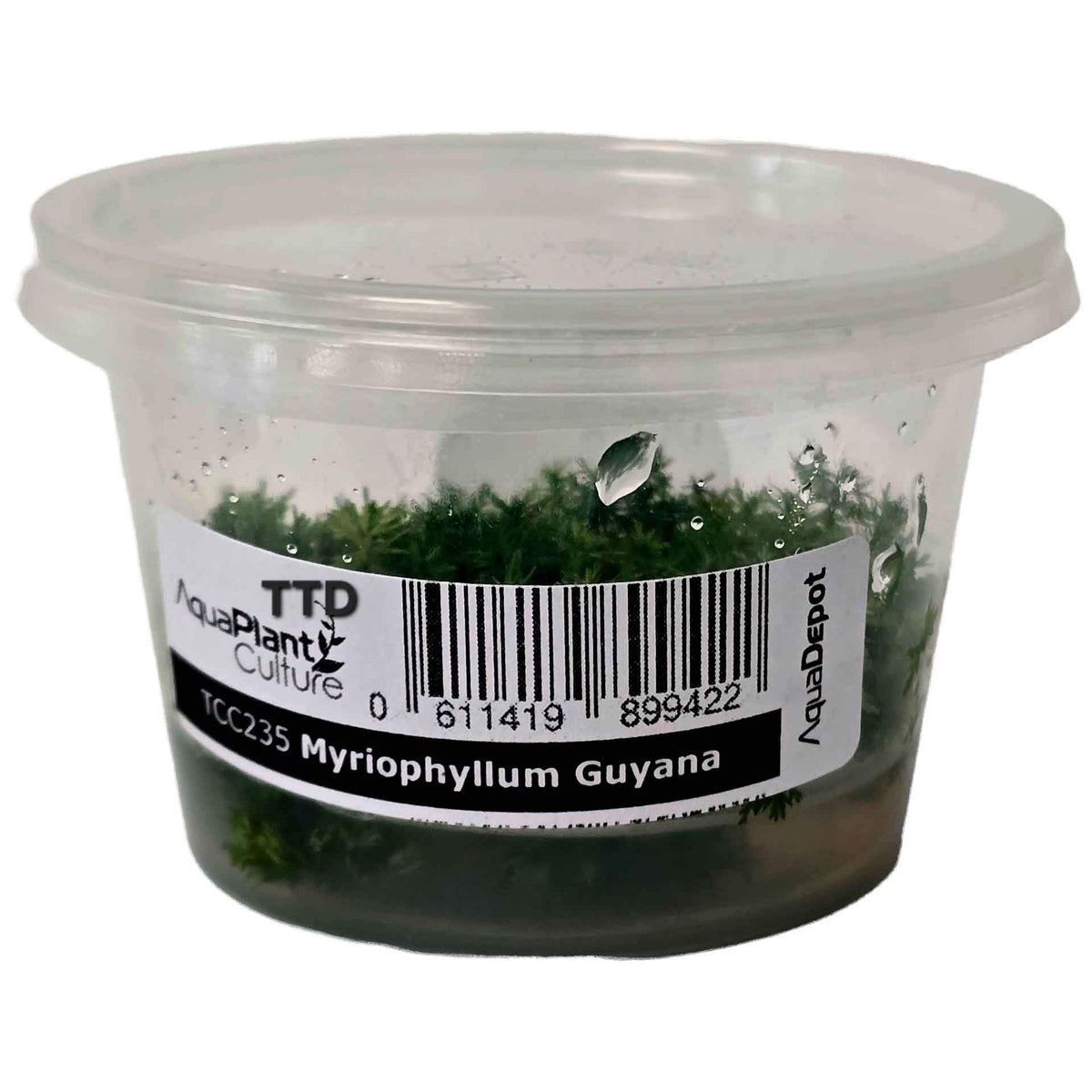 AquaDepot Myriophyllum guyana - Live Plant - Tissue Culture