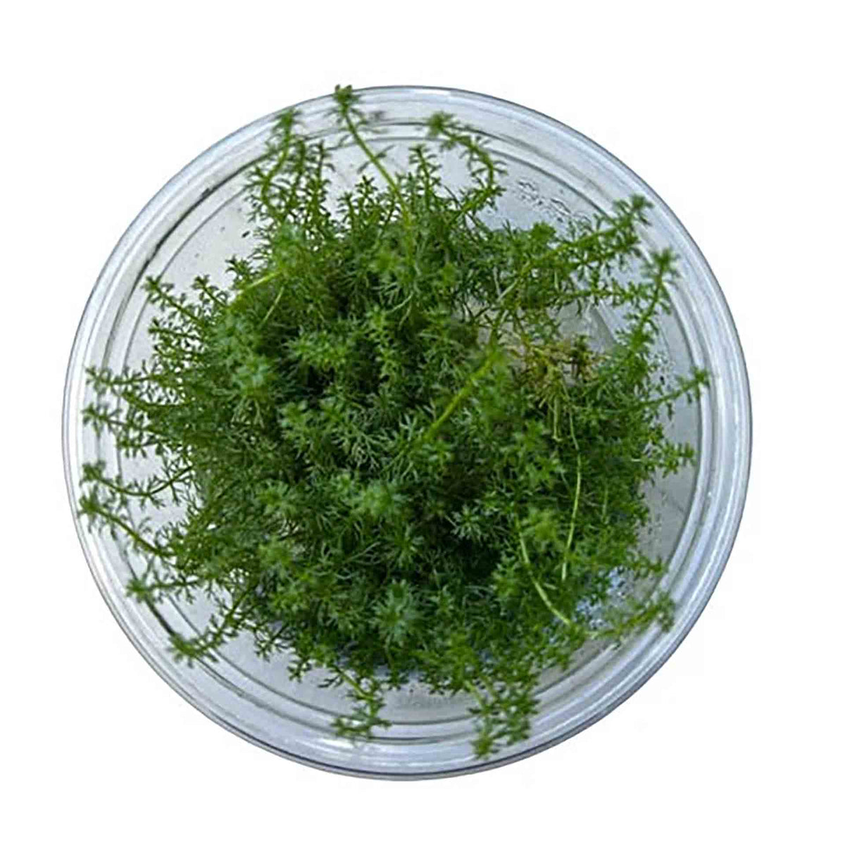 AquaDepot Myriophyllum guyana - Live Plant - Tissue Culture