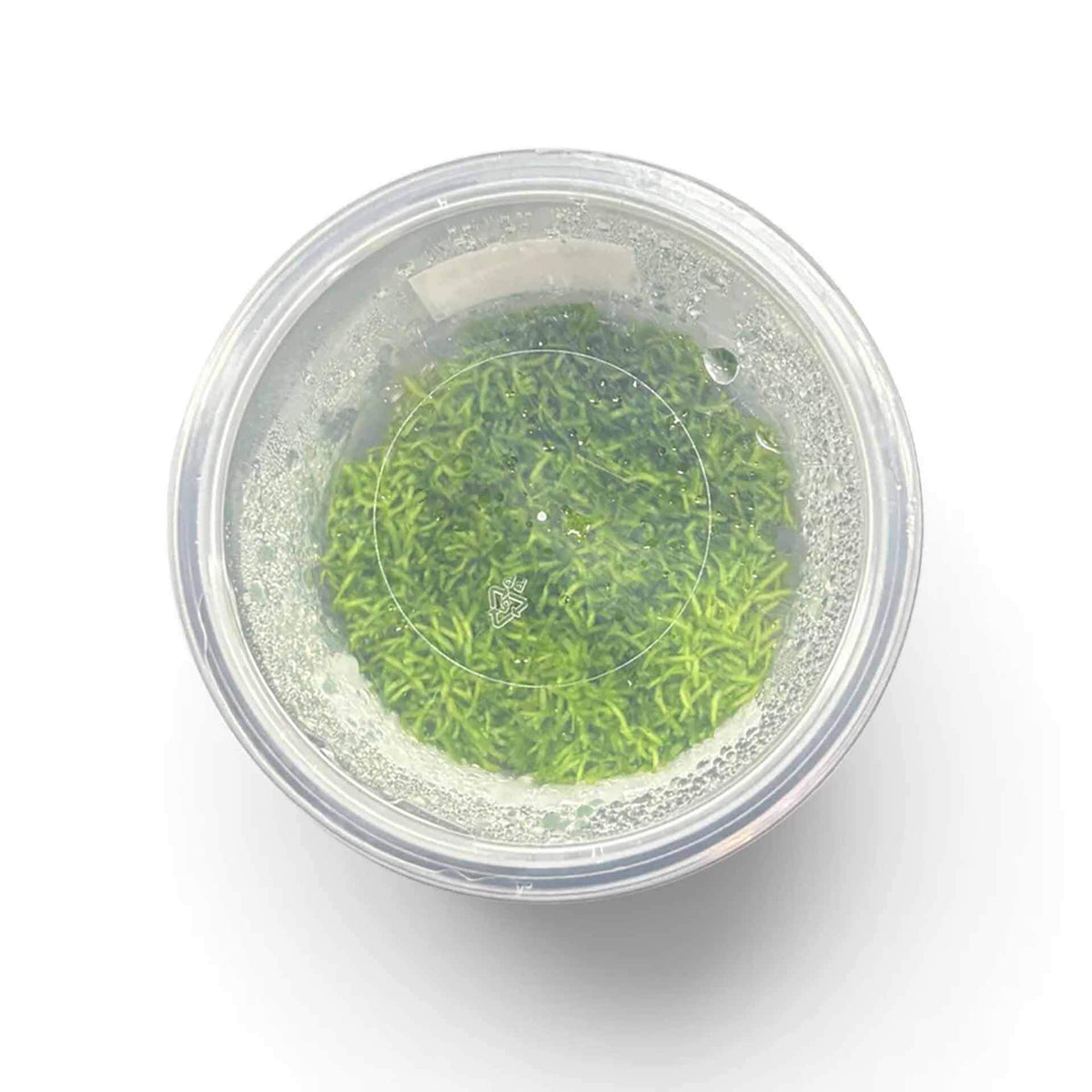 AquaDepot Riccia fluitans - Live Plant - Tissue Culture