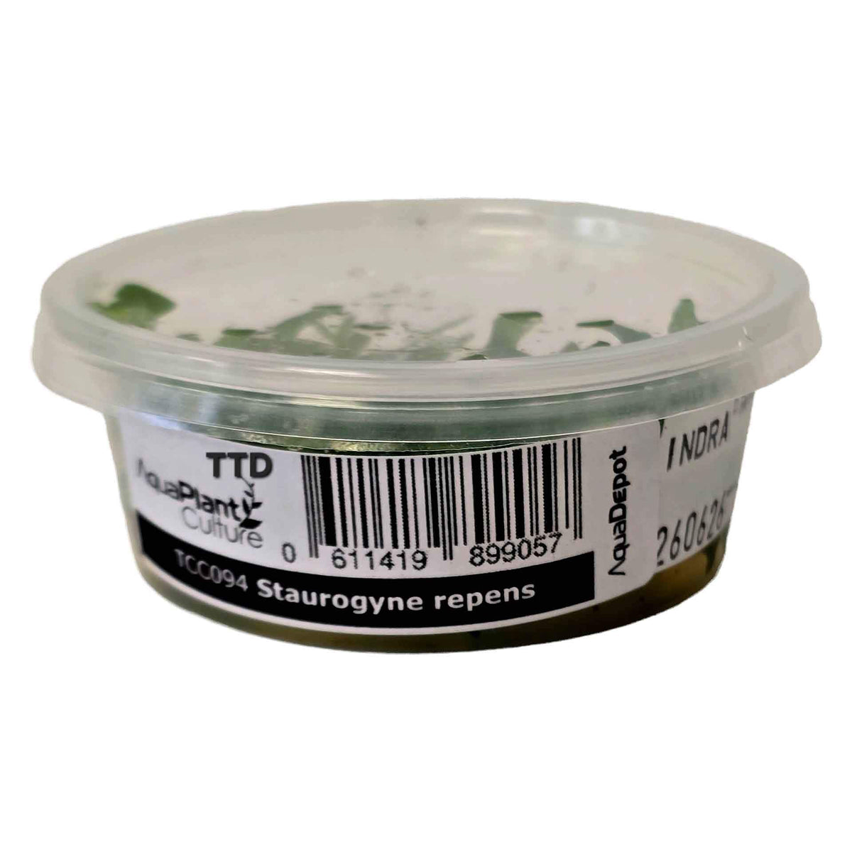 AquaDepot Staurogyne repens - Live Plant - Tissue Culture