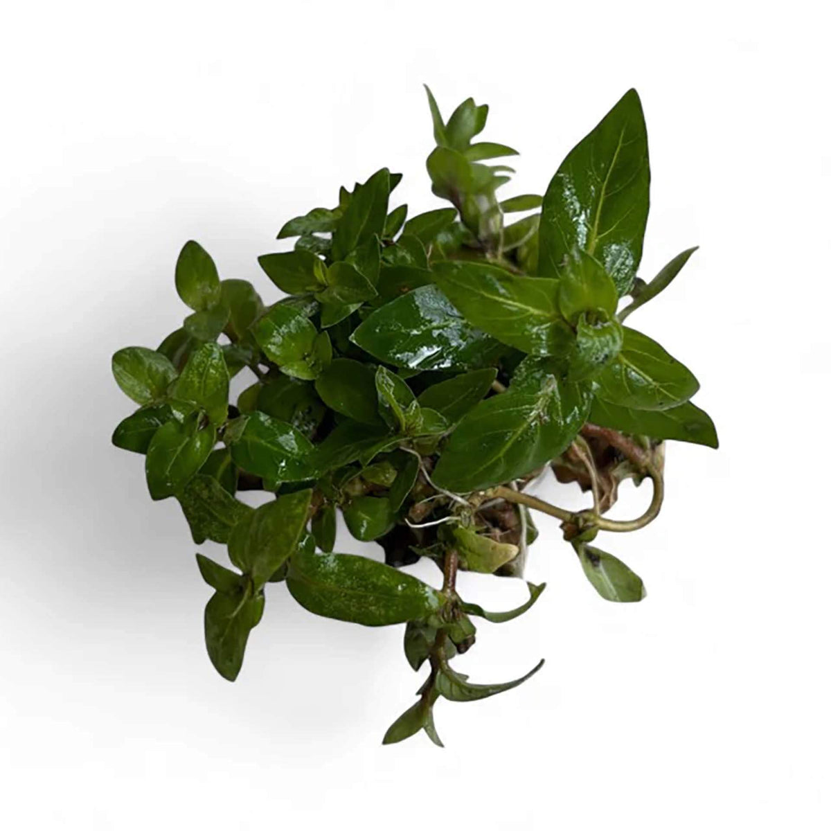 AquaDepot Staurogyne repens - Live Plant - Tissue Culture