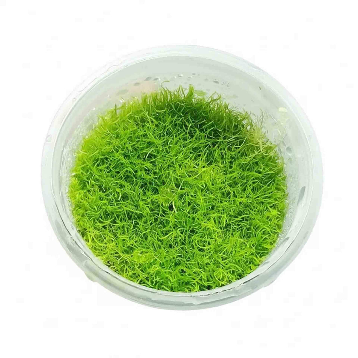 AquaDepot Utricularia graminifolia - Live Plant - Tissue Culture