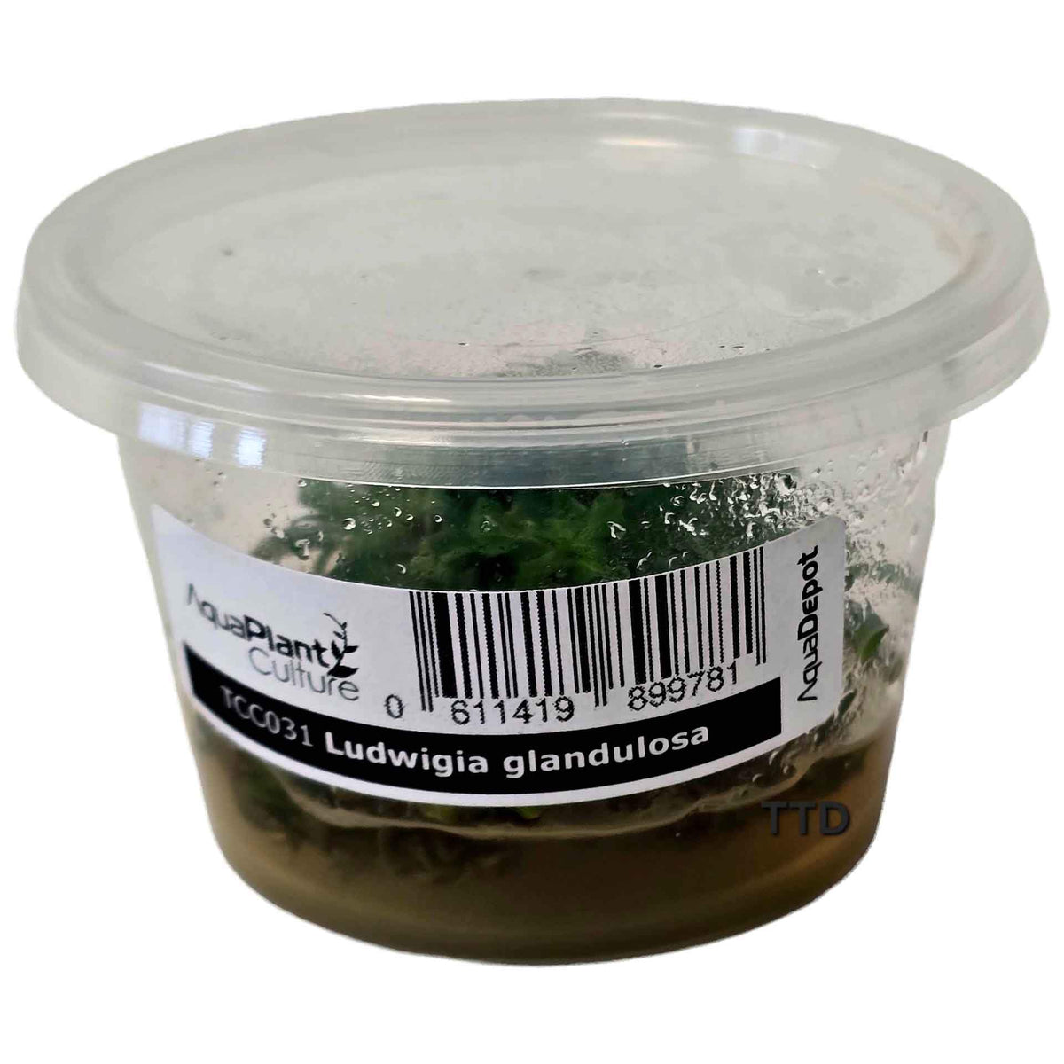 AquaDepot Ludwigia glandulosa - Live Plant - Tissue Culture