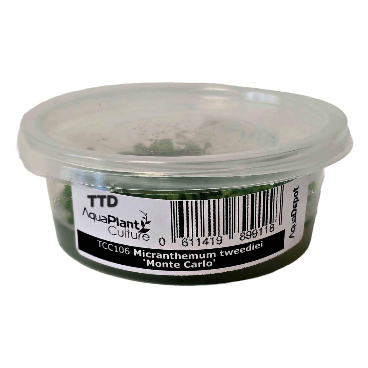 AquaDepot Micranthemum tweediei 'Monte Carlo' - Live Plant - Tissue Culture