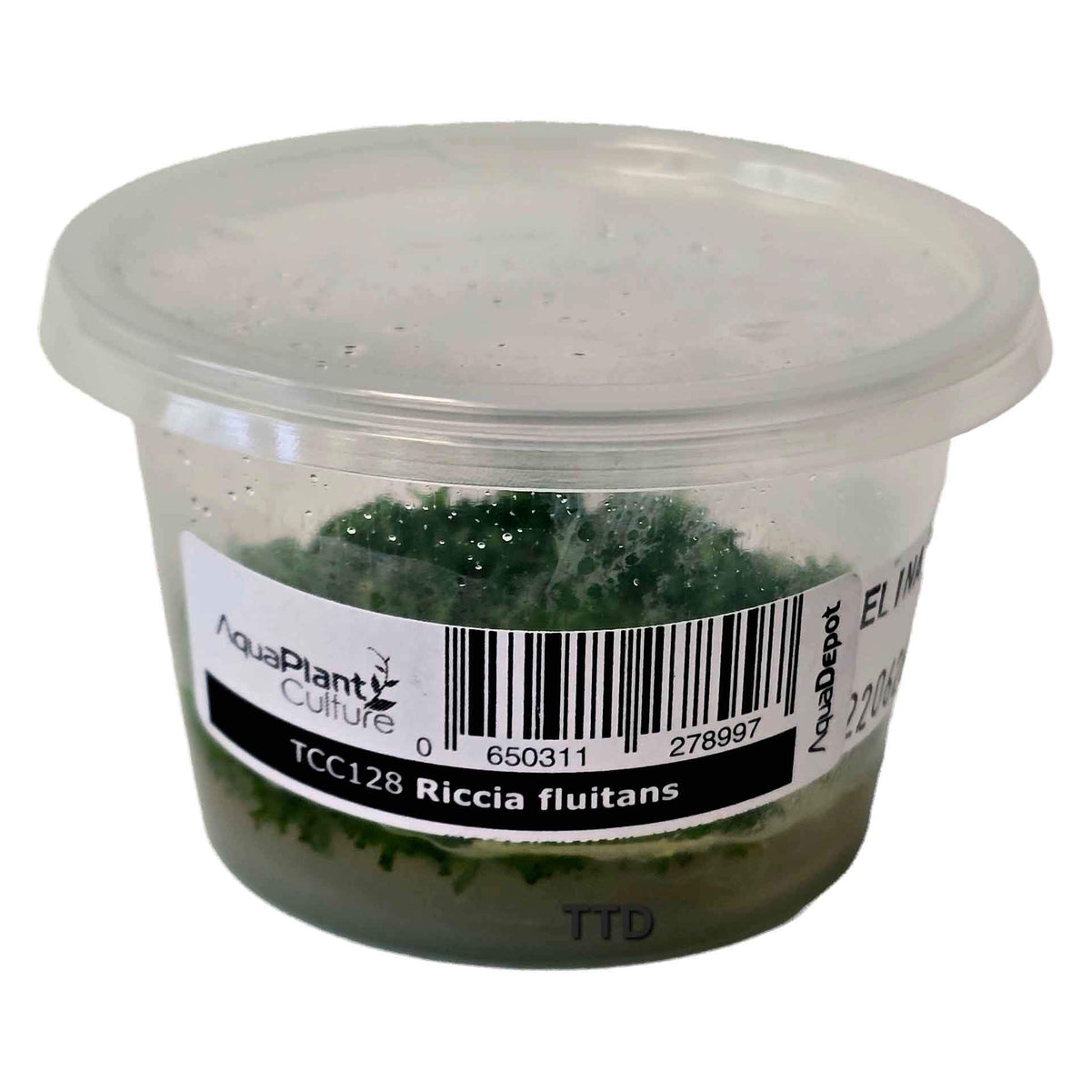 AquaDepot Riccia fluitans - Live Plant - Tissue Culture