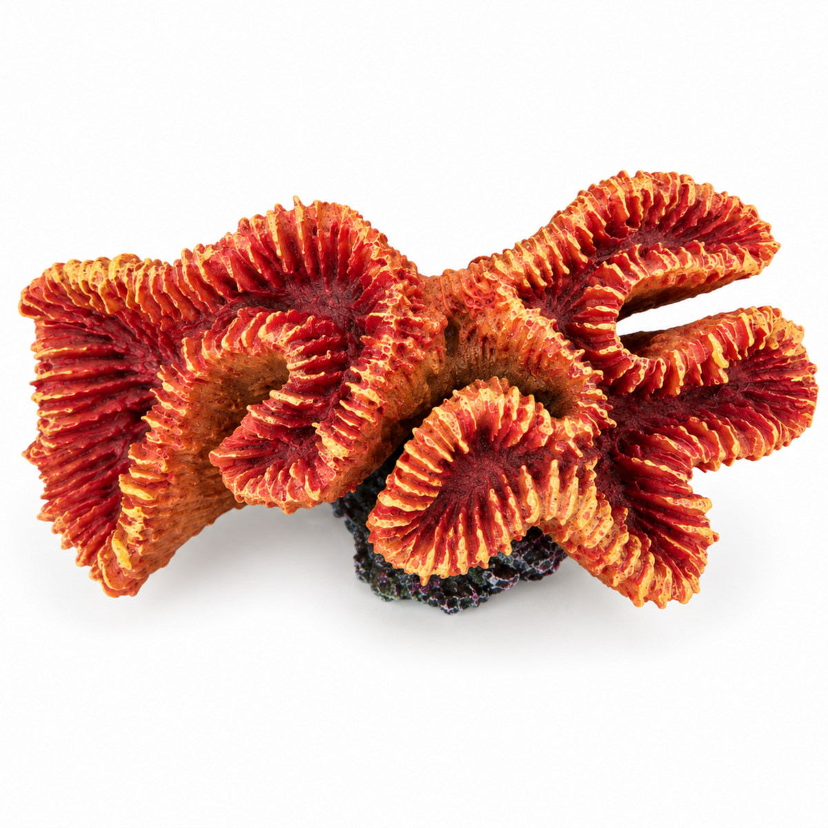Aqua one copi coral orange