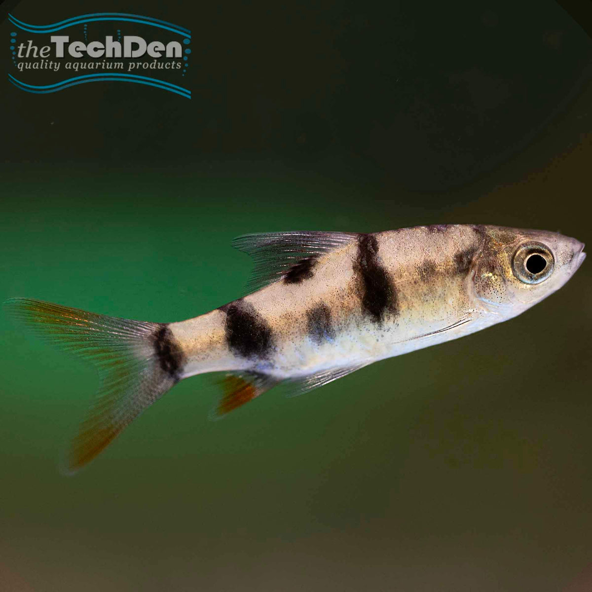 Arulius Barb - (No Online Purchases)