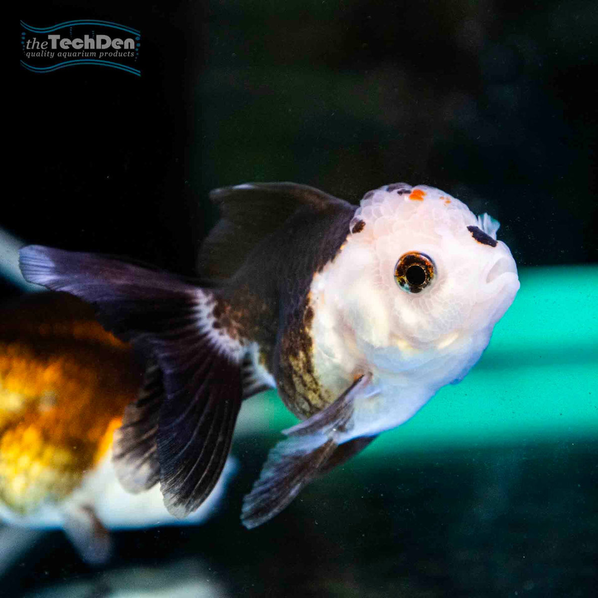 Large Panda / Tricolour Oranda $99.95 - (No Online Purchases)
