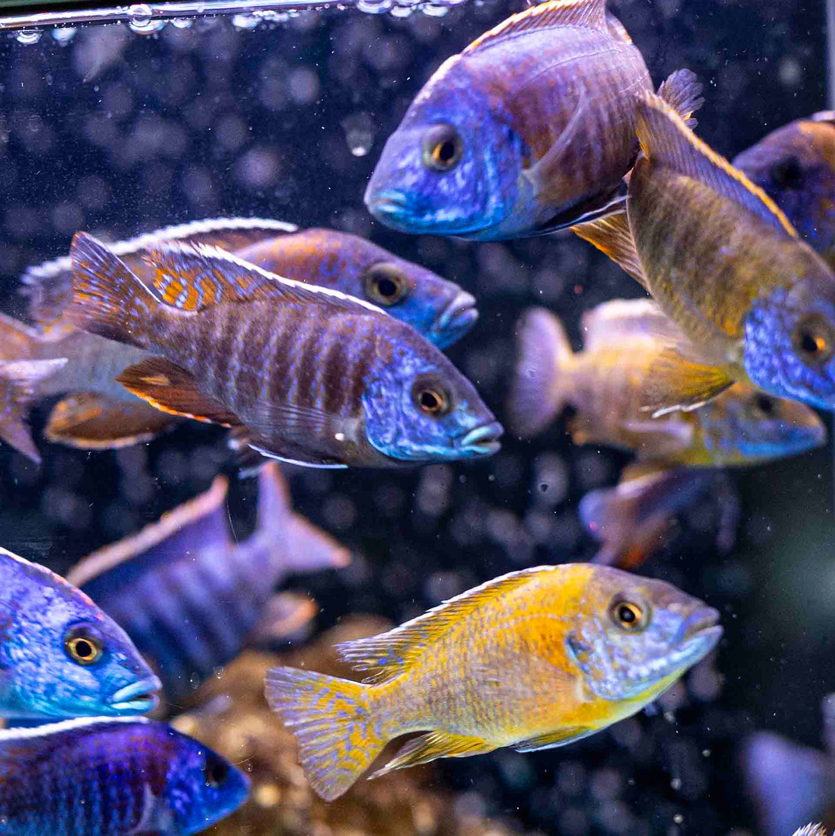 Assorted Peacocks 7-8cm - (No Online Purchases)