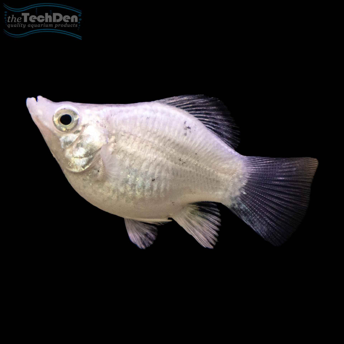 Assorted Balloon Molly - (No Online Purchases)
