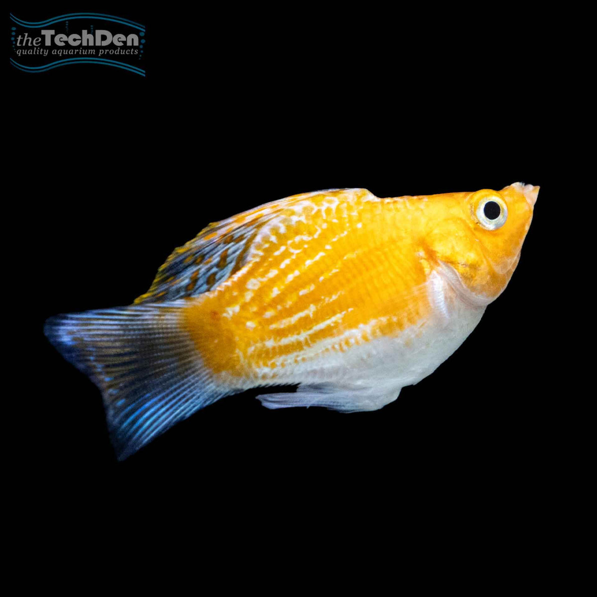 Assorted Balloon Molly - (No Online Purchases)