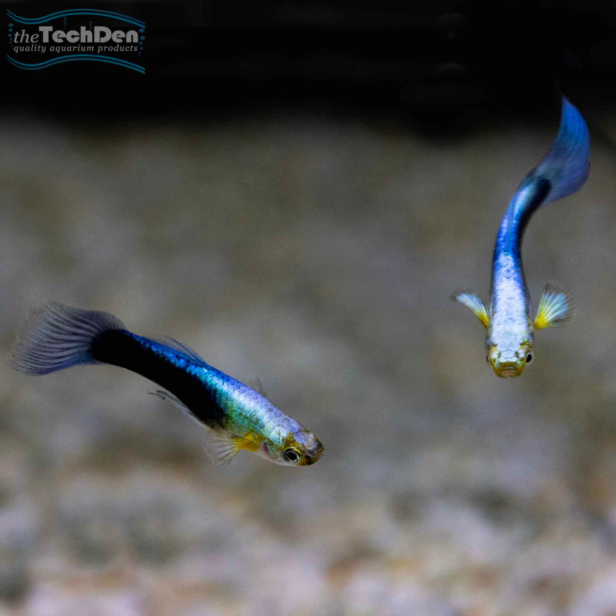 Assorted Guppys Male - (No Online Purchases)