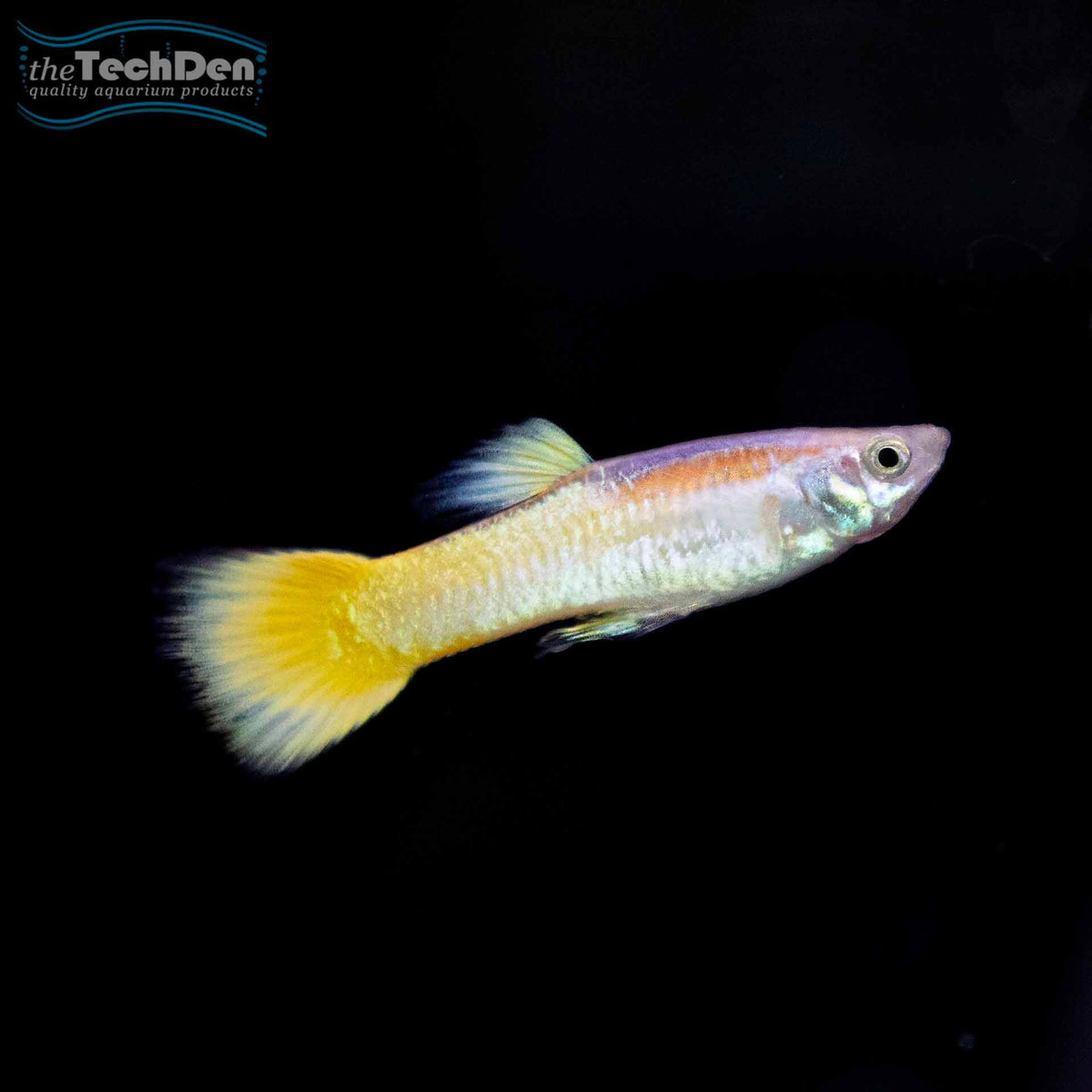 Assorted Guppys Male - (No Online Purchases)
