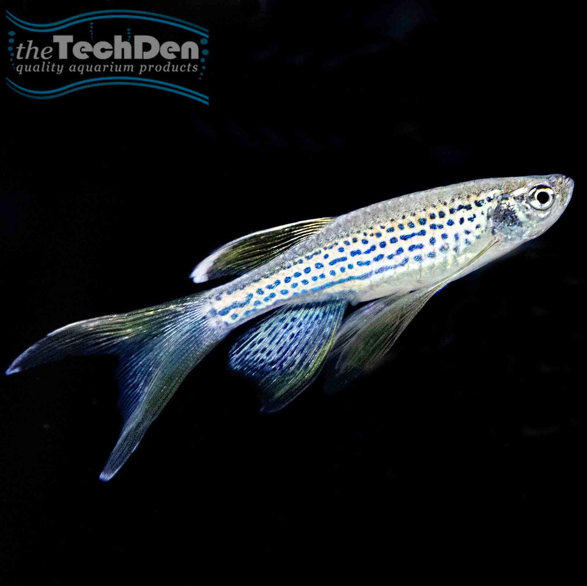 Assorted Longfin Danio  - (No Online Purchases)