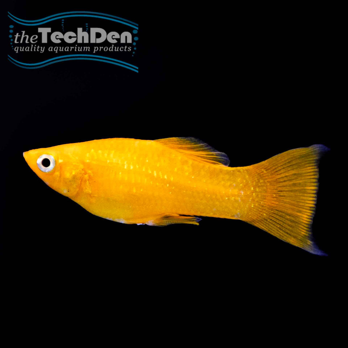 Assorted Mini Molly - (No Online Purchases)