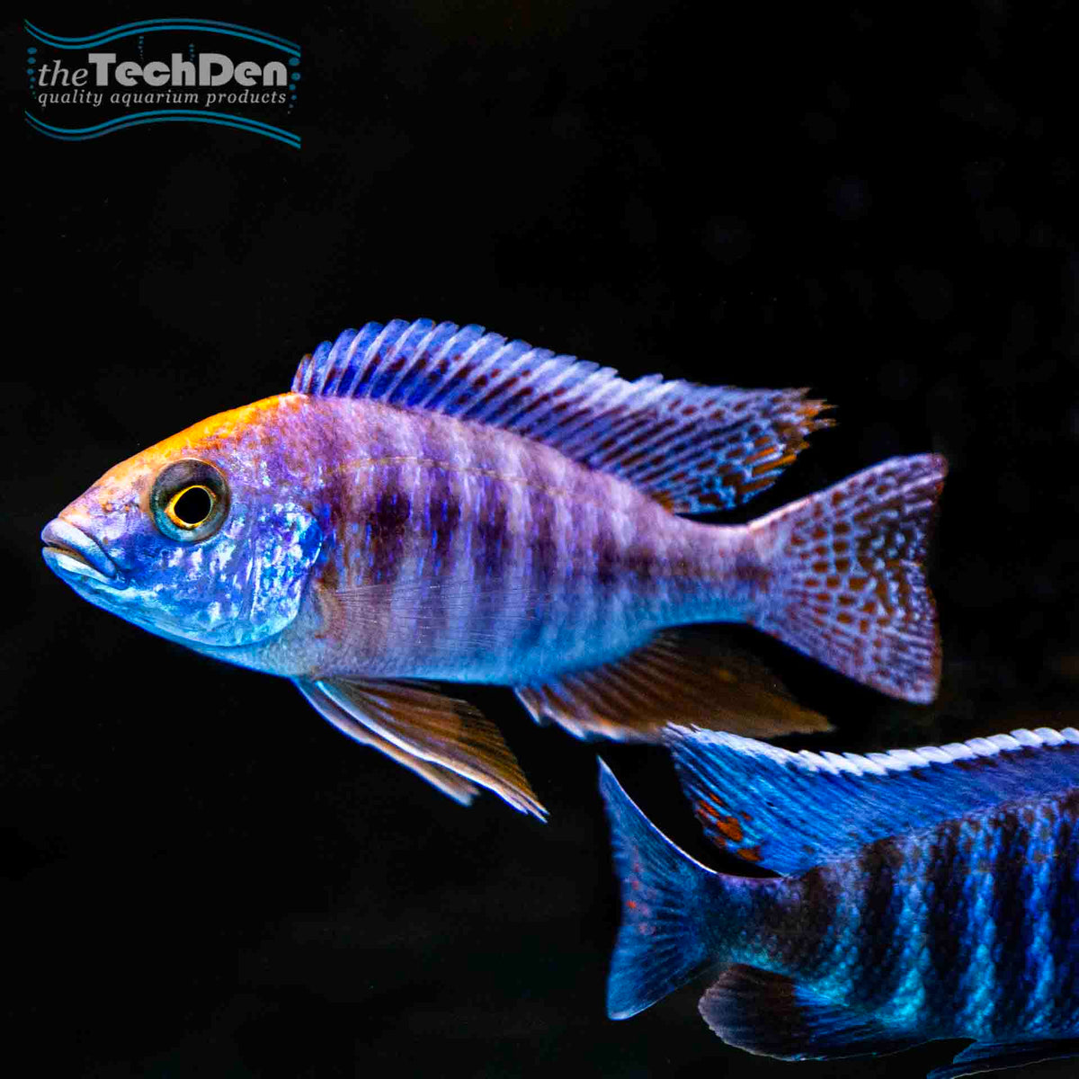 Assorted Peacocks 7-8cm - (No Online Purchases)