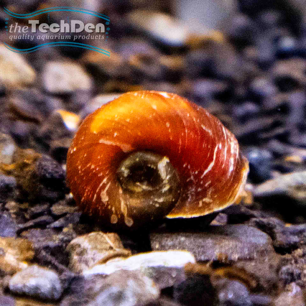 Assorted Ramshorn Snails - (No Online Purchases)