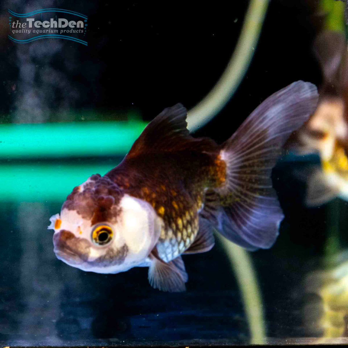 Large Panda / Tricolour Oranda $99.95 - (No Online Purchases)
