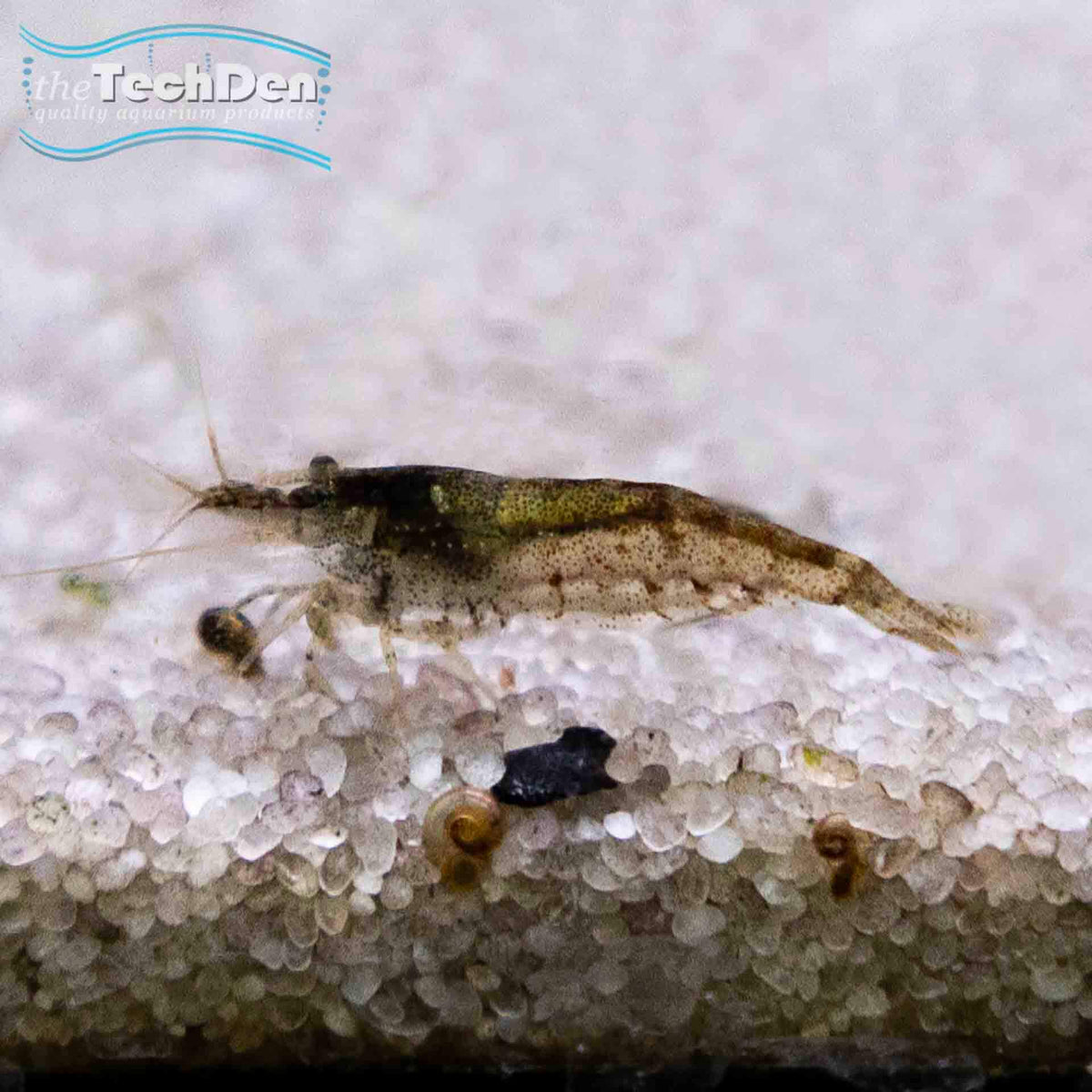 Australian Amano Shrimp - (No Online Purchases)