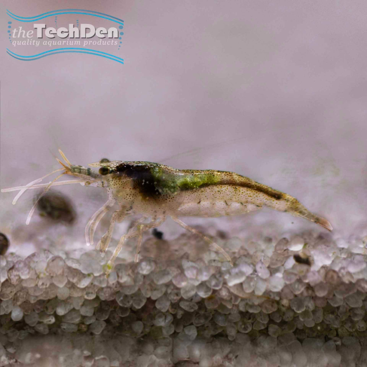 Australian Amano Shrimp - (No Online Purchases)