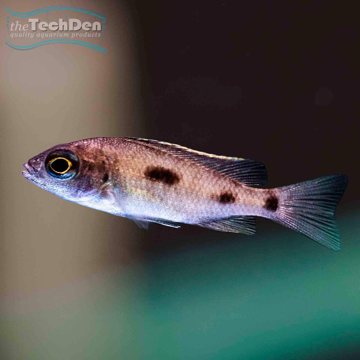 Azure Cichlid (Copadichromis azureus) - (No Online Purchases)