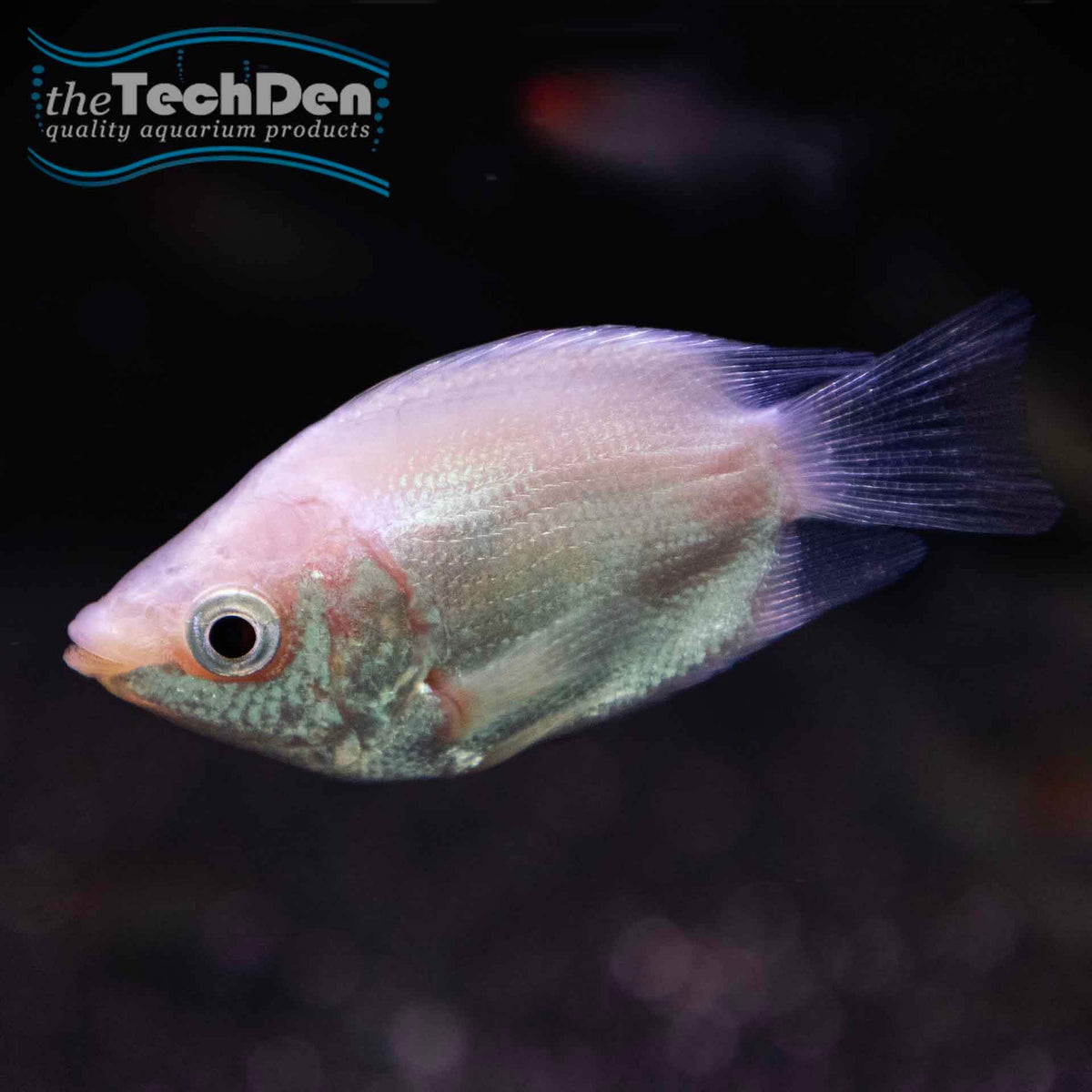 Balloon Kissing Gourami - (No Online Purchases)