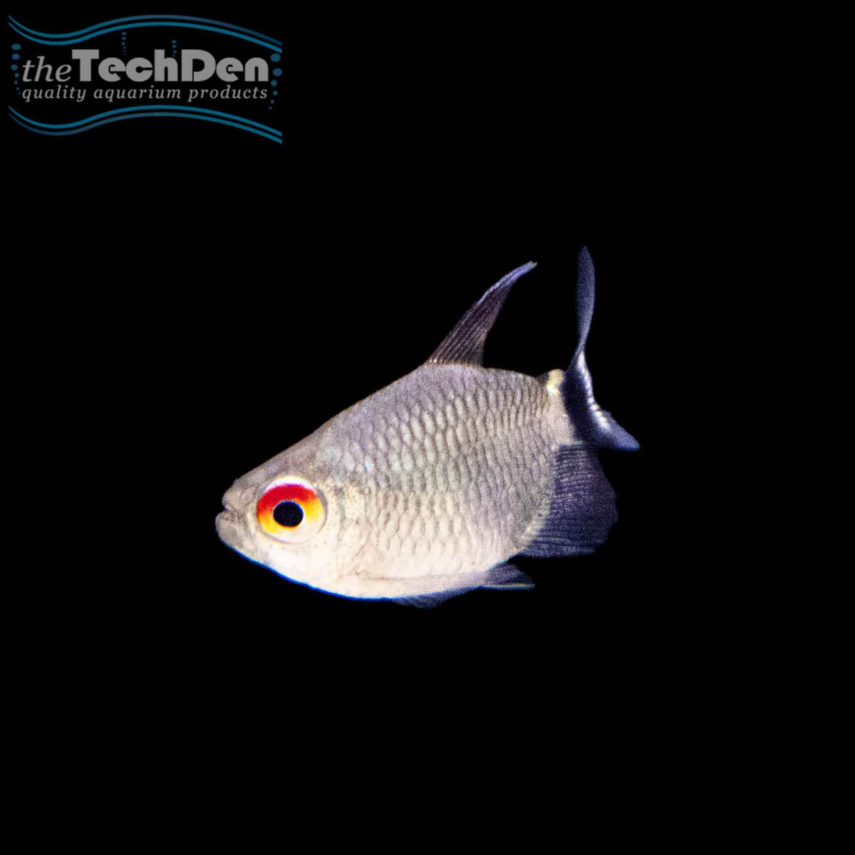 Balloon Lamp Eye Tetra - (No Online Purchases)