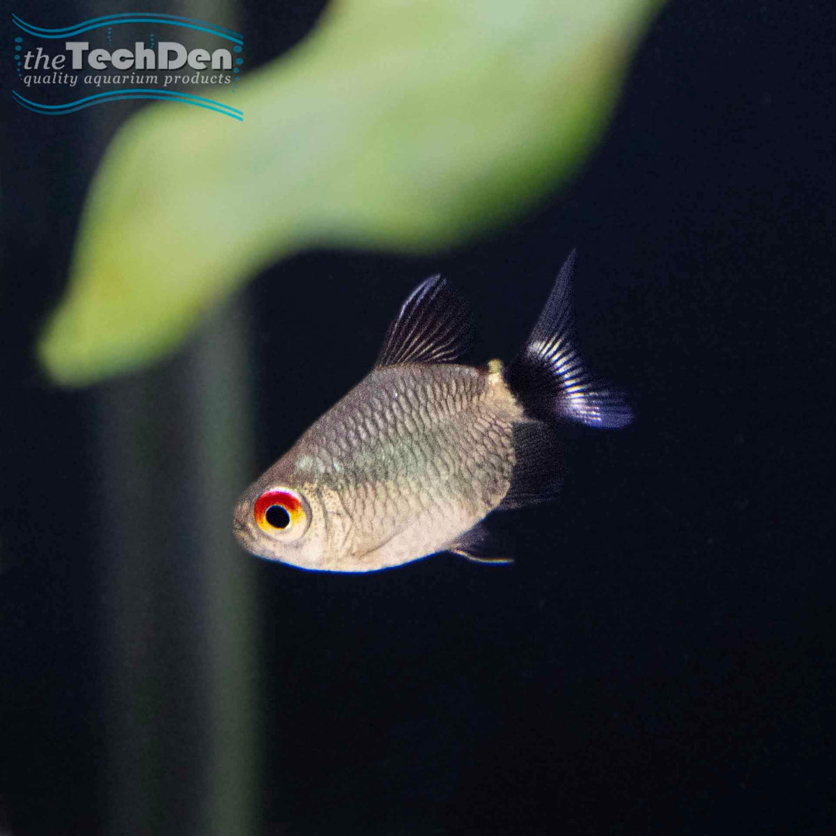 Balloon Lamp Eye Tetra - (No Online Purchases)