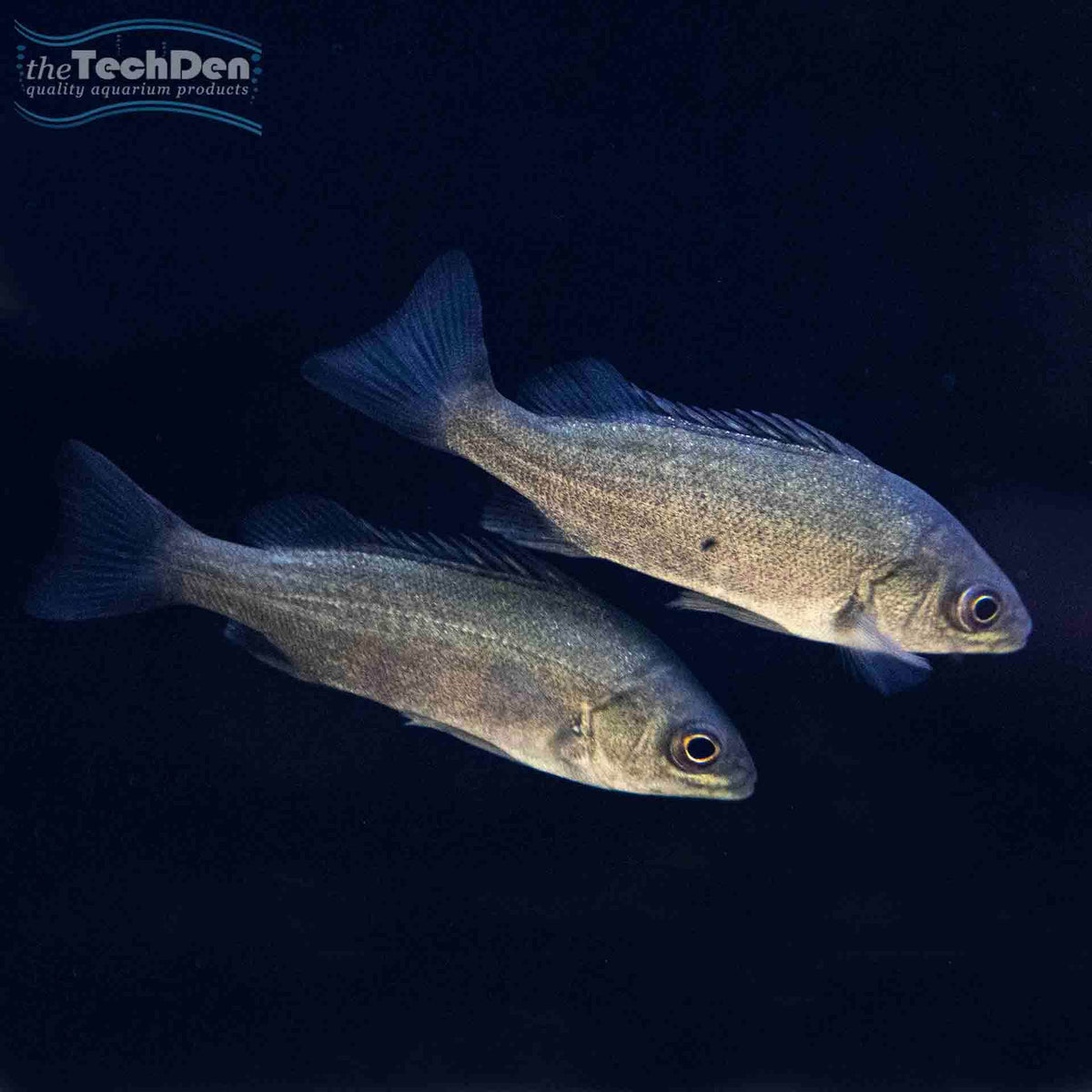 Barcoo Grunter- (No Online Purchases)