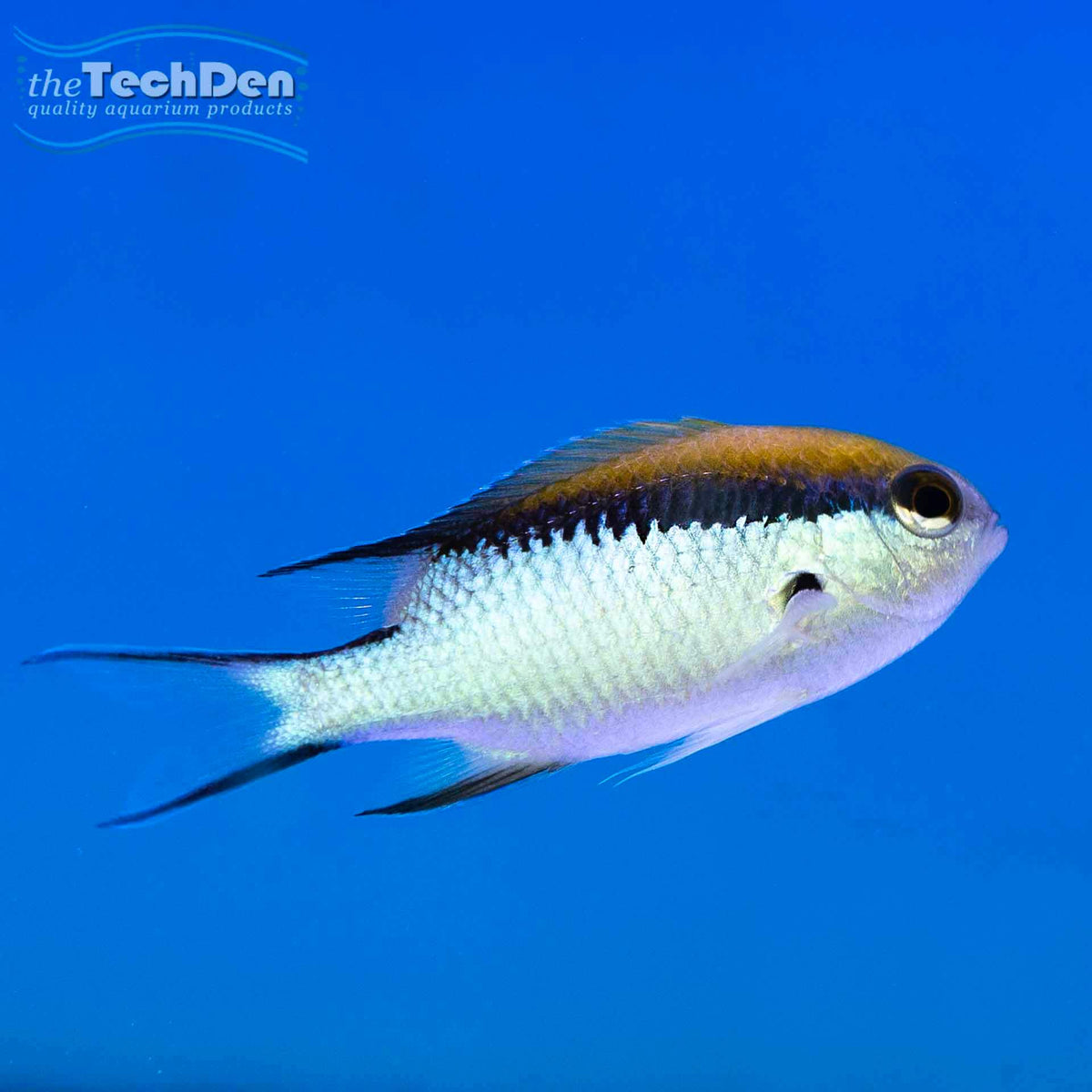 Barrier Reef Chromis - (No Online Purchases)