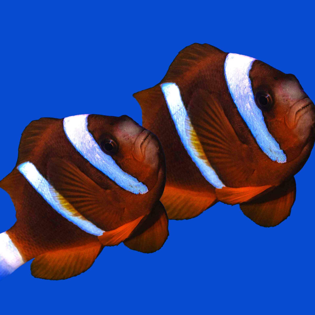 Barrier Reef Clownfish PAIR - (No Online Purchases)