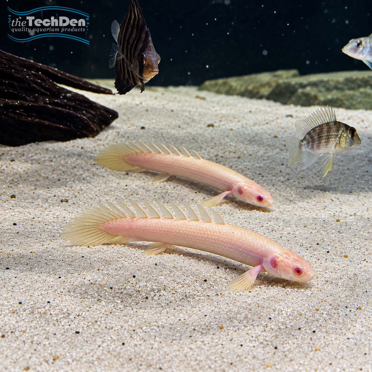 Albino Bichir - (No Online Purchases)