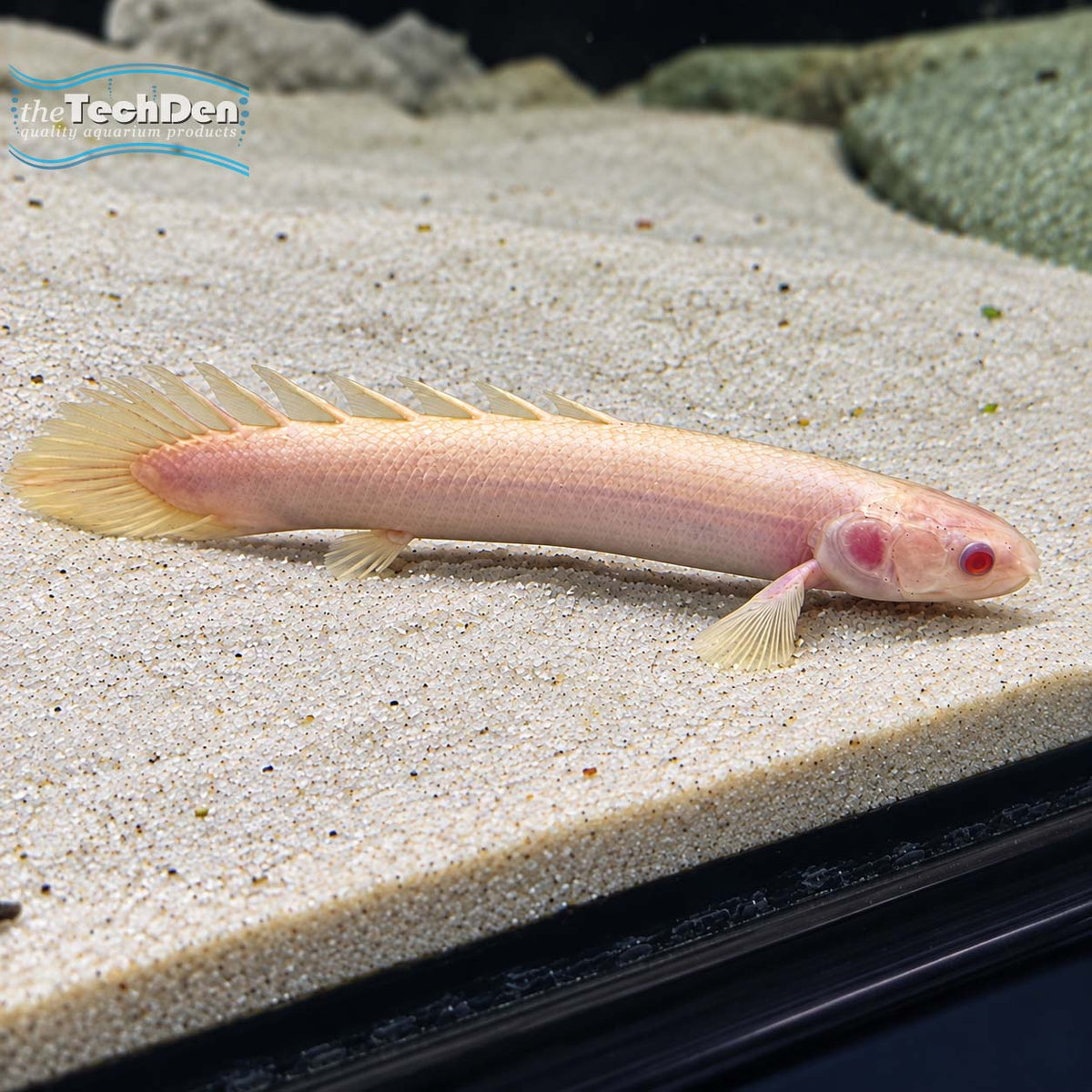 Albino Bichir - (No Online Purchases)