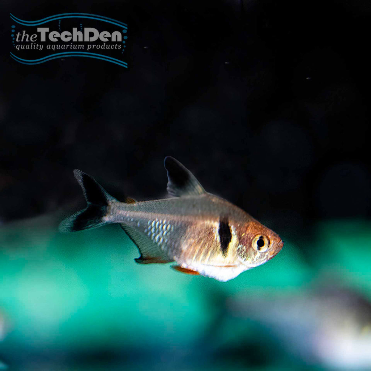 Black Phantom Tetra - (No Online Purchases)