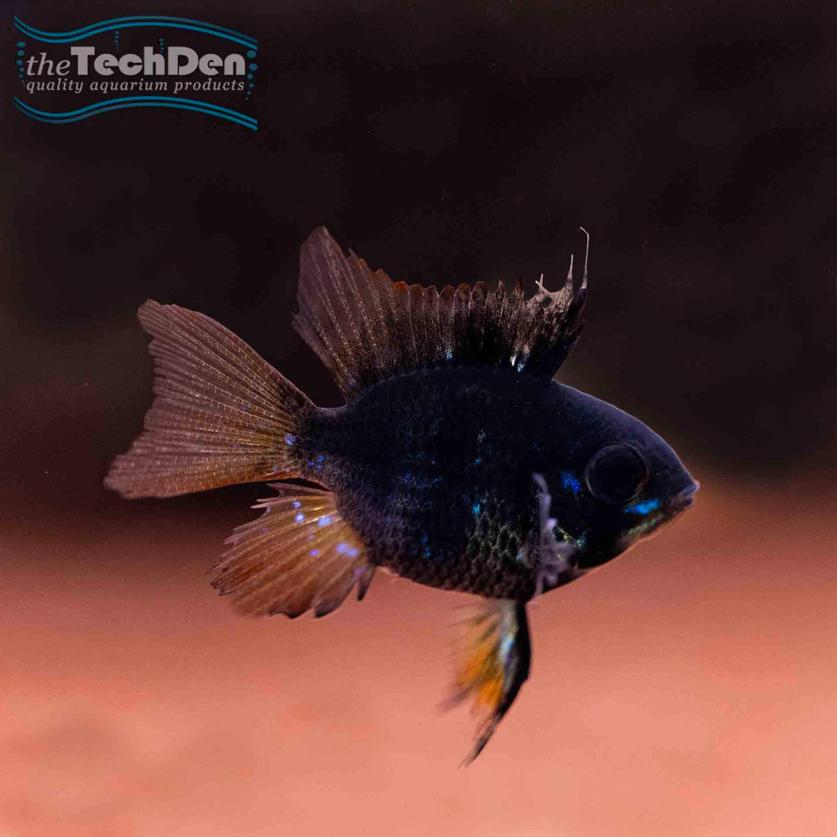 Black Balloon Ram - (No Online Purchases)
