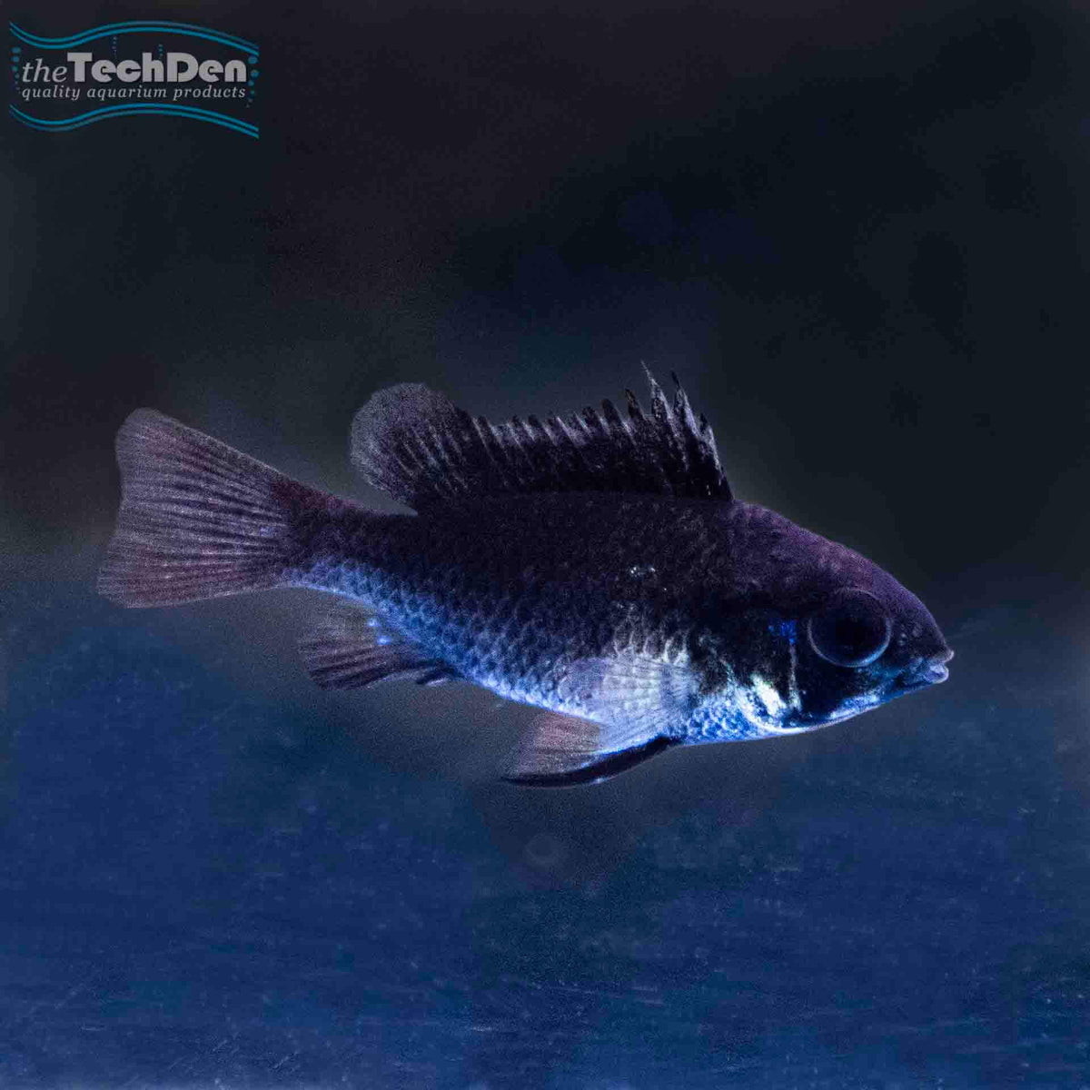 Black Ram - (No Online Purchases)