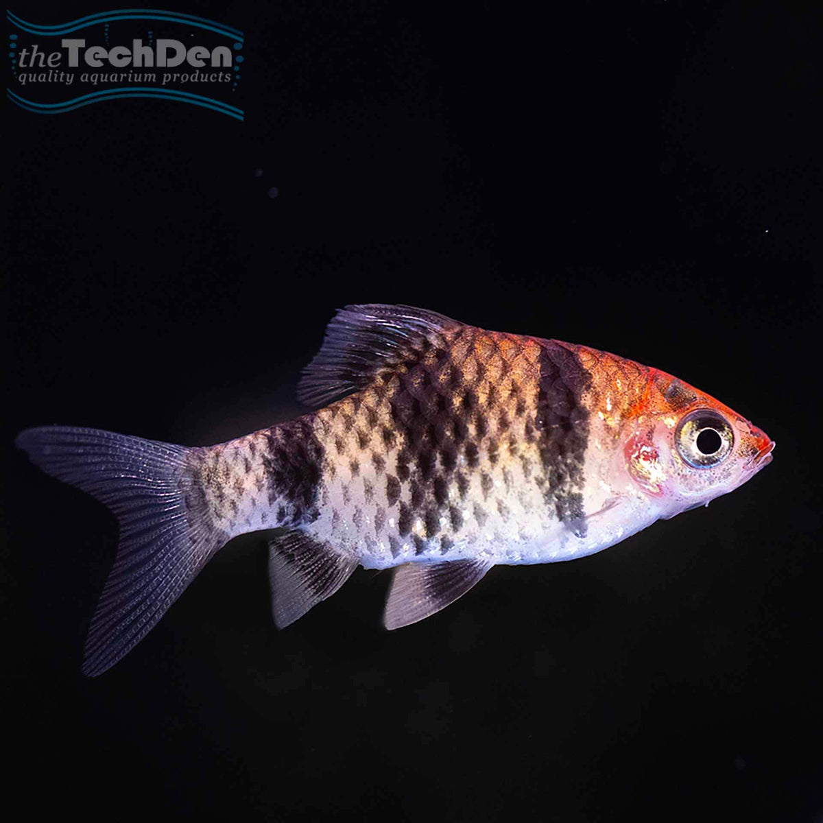 Black Ruby Barb - (No Online Purchases)