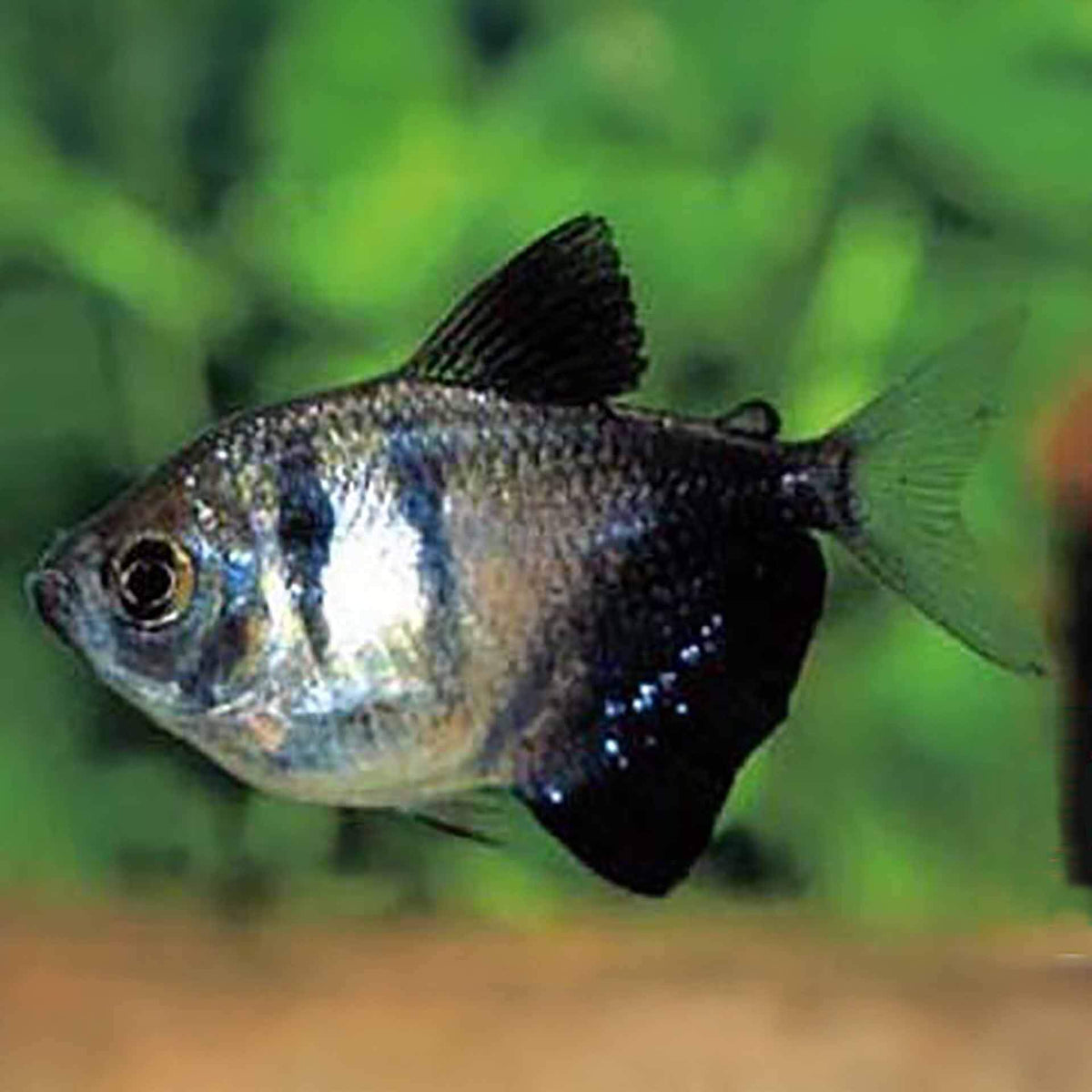 Black Widow Tetra 3.5cm - (No Online Purchases)