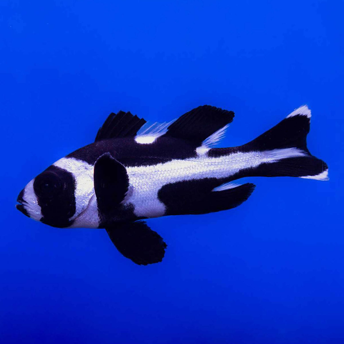 Black and White Snapper - Juvenile - (No Online Purchases)