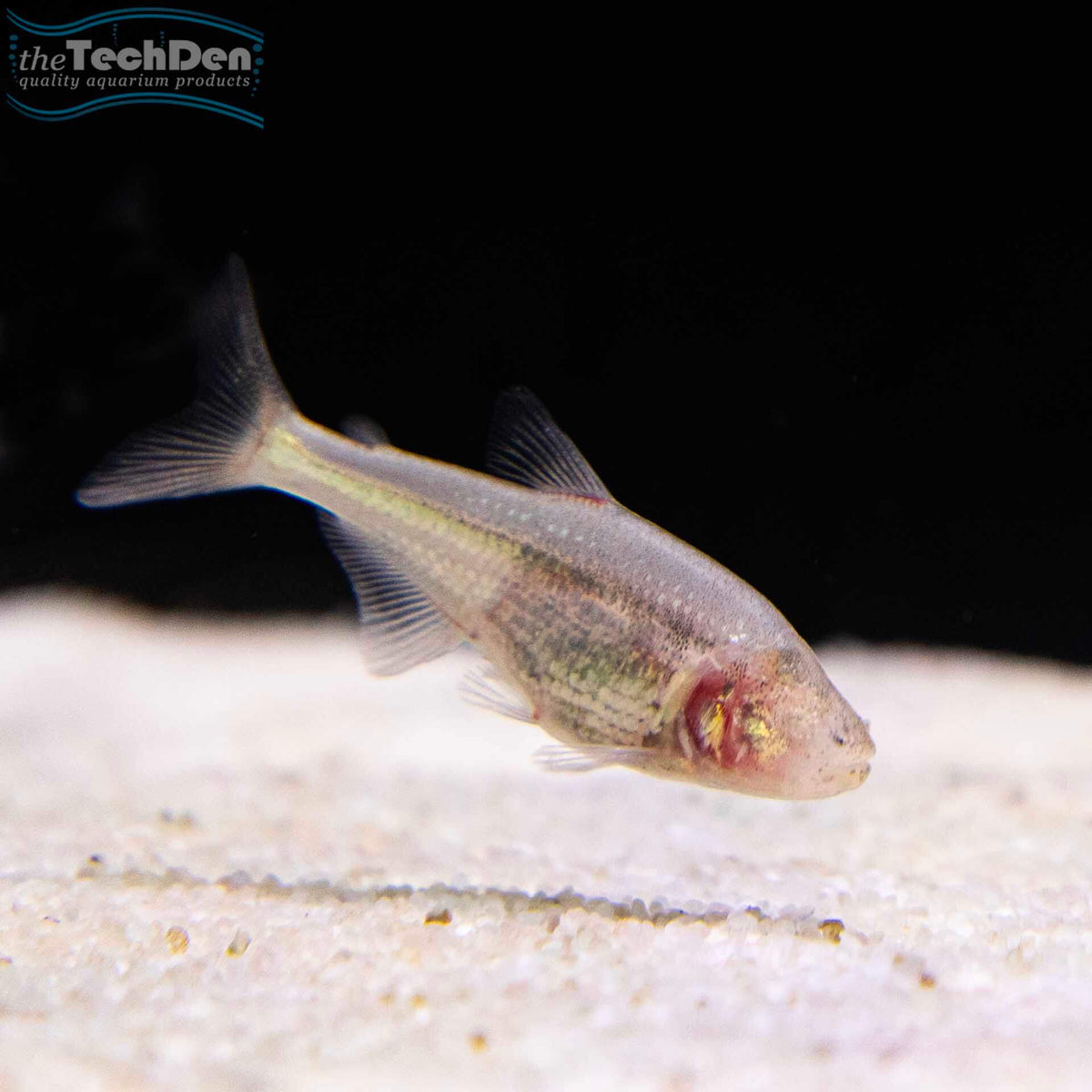 Blind Cave Tetra - (No Online Purchases)