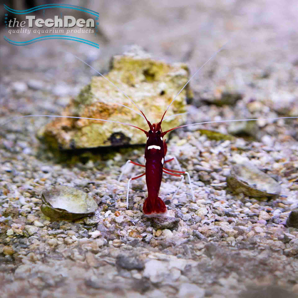 Blood Shrimp (Lysmata debelius) - (No Online Purchases)
