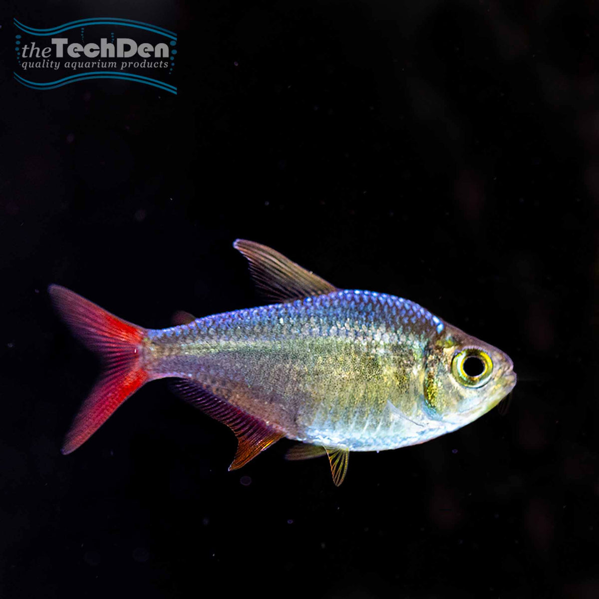 Red Blue Colombian Tetra - (No Online Purchases)