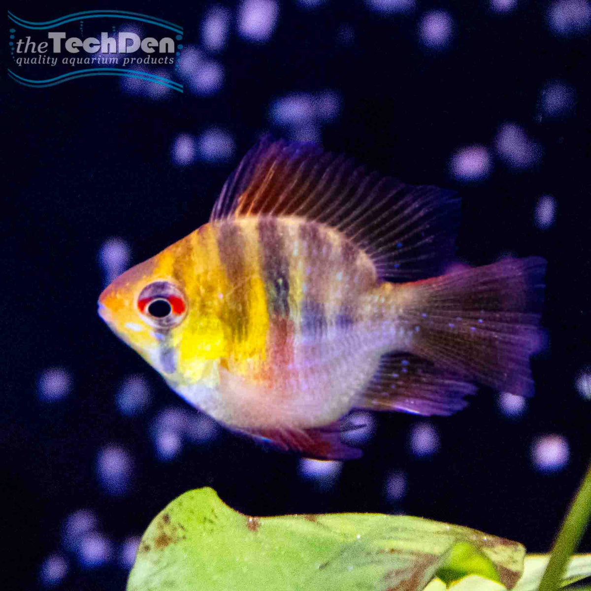 Blue Balloon Ram - (No Online Purchases)