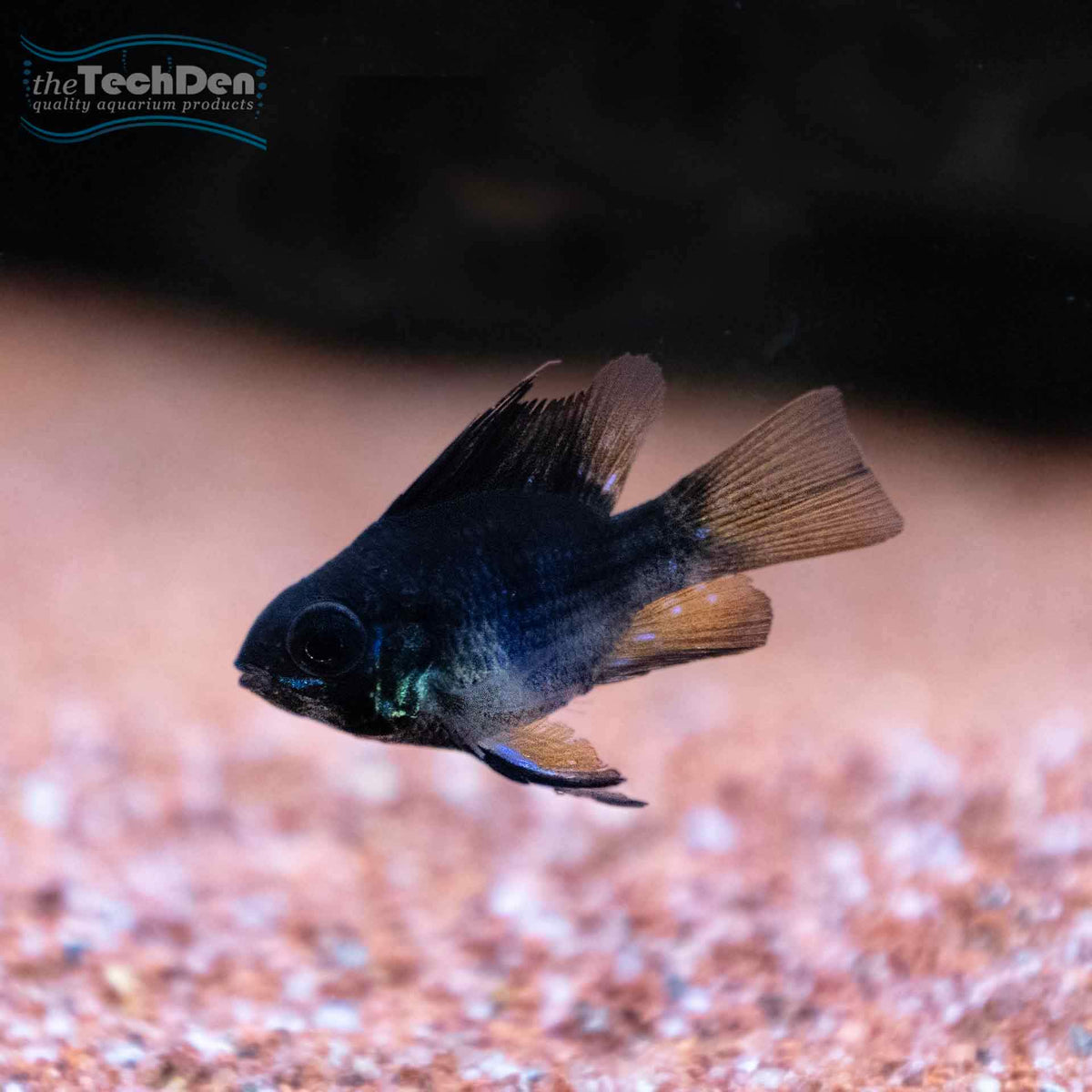 Blue Black Balloon Ram - (No Online Purchases)