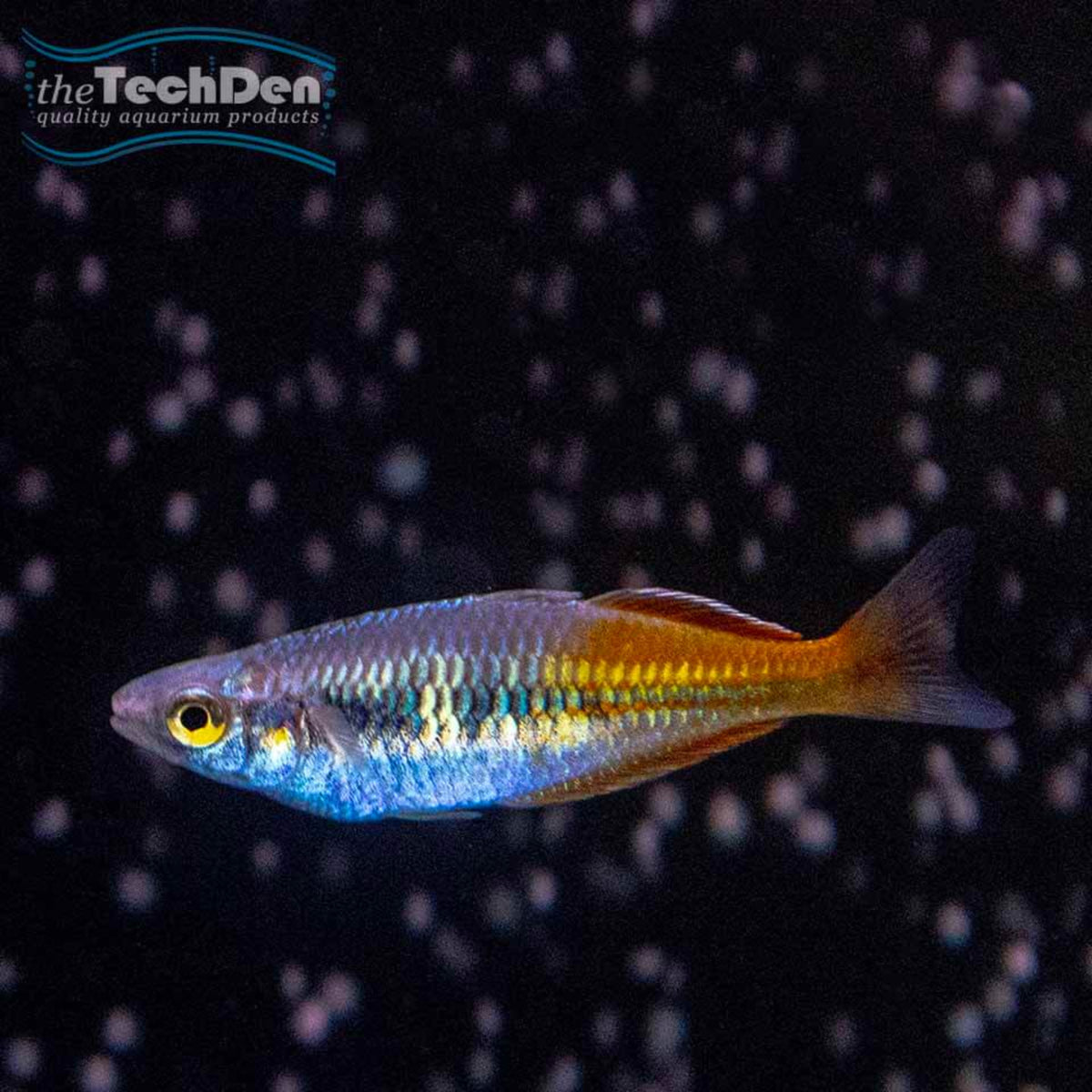 Boesemani Rainbow -(No Online Purchases)