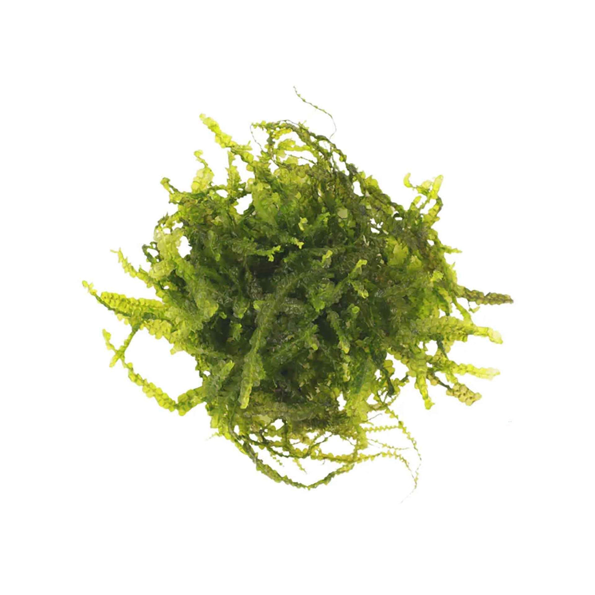 Aqualabs Cameroon Moss - Live Plant- Instore Pick up*